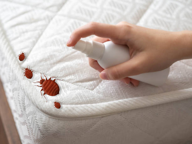 Best Wasp Removal Services  in Storrs, CT